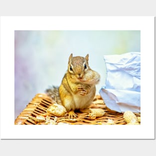 Chipmunk with a peanut stuffed in his fat cheek Posters and Art